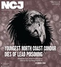 Youngest North Coast Condor Dies of Lead Poisoning